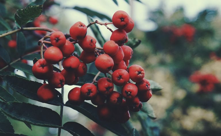 Berries: Health Benefits, Facts & Research