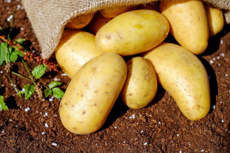 Is it Good to Eat Potato?