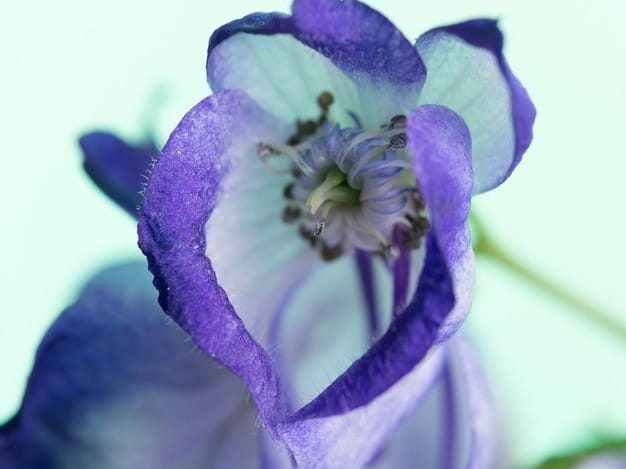 Aconite Napellus homeopathic medicine uses