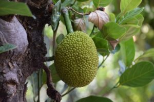 Benefits of Eating Jackfruit